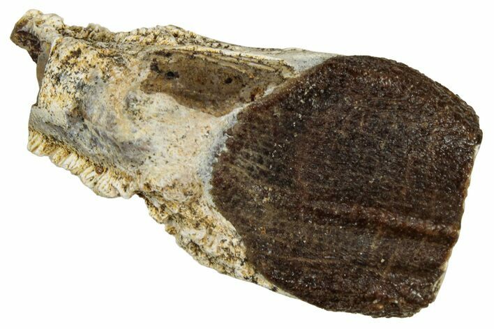 Large, Fossil Triceratops Shed Tooth - Montana #350661